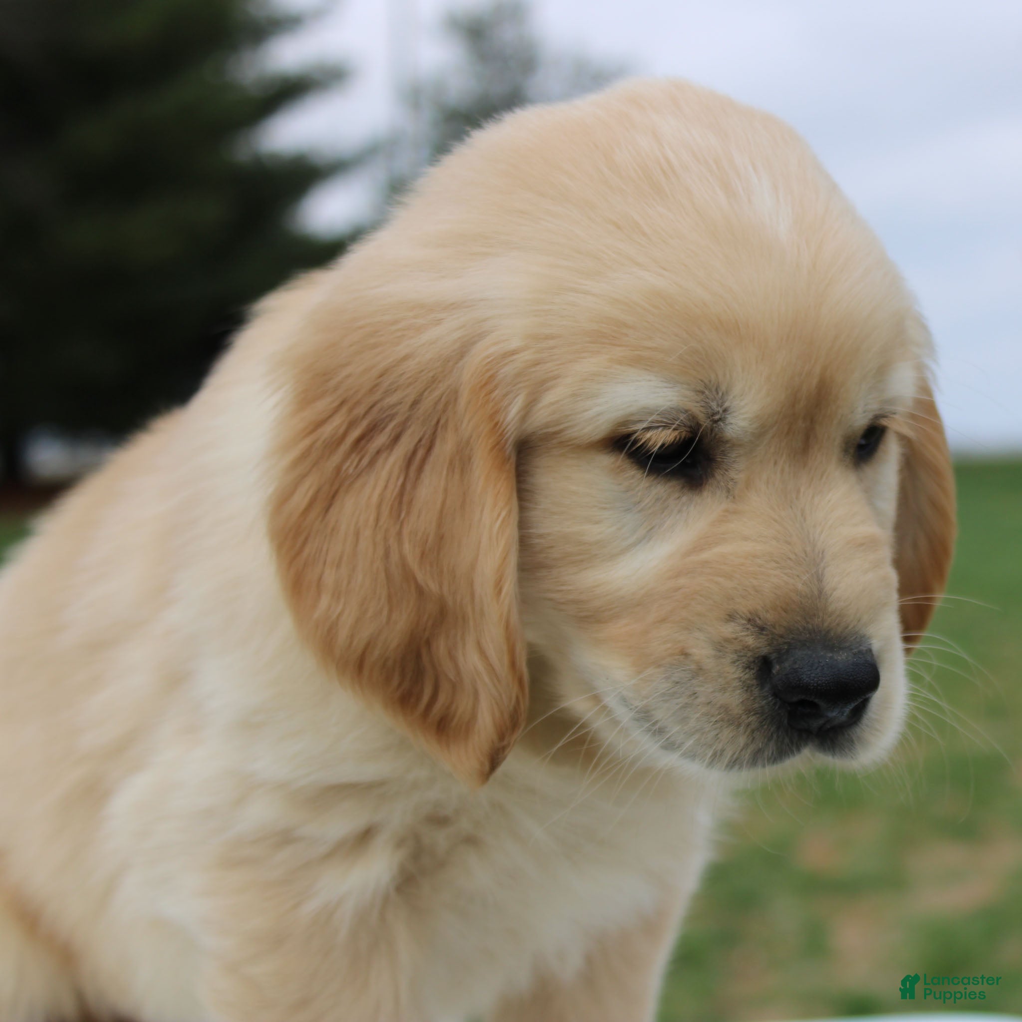 Golden Retriever dogs Bobby the TRAINED Golden Retriever Puppy  - Ad 2