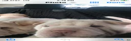 Shar Pei dogs for sale: Shar Pei Puppy 1 - Ad 2