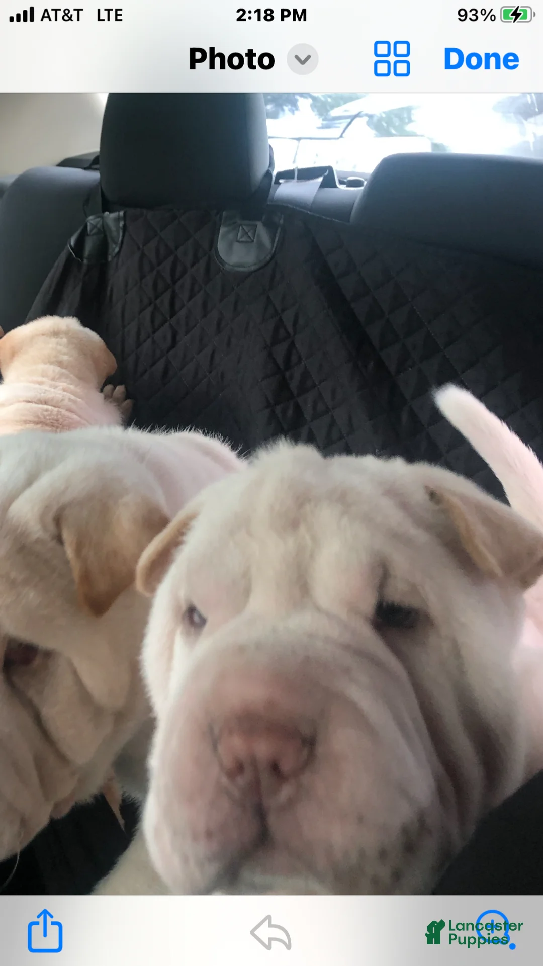 Shar Pei dogs for sale: Shar Pei Puppy 1 - Ad 2