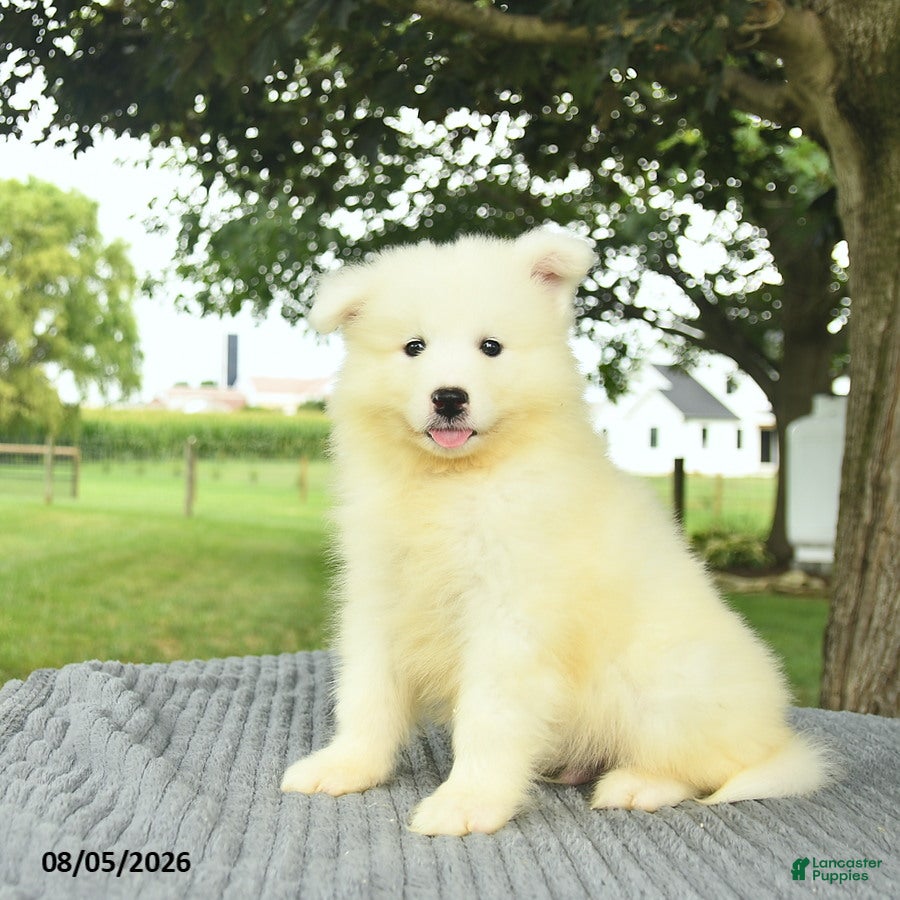 Samoyed dogs Snuggles   - Ad 1
