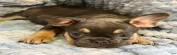 French Bulldog dogs for sale: French Bulldog 3 - Ad 3