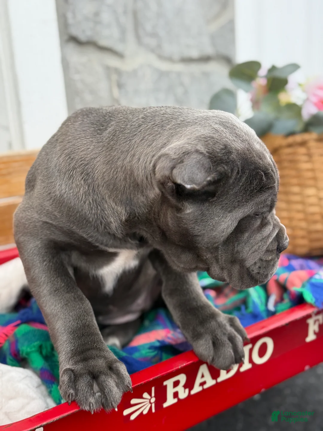 Cane Corso dogs for sale: Blossom - Ad 5