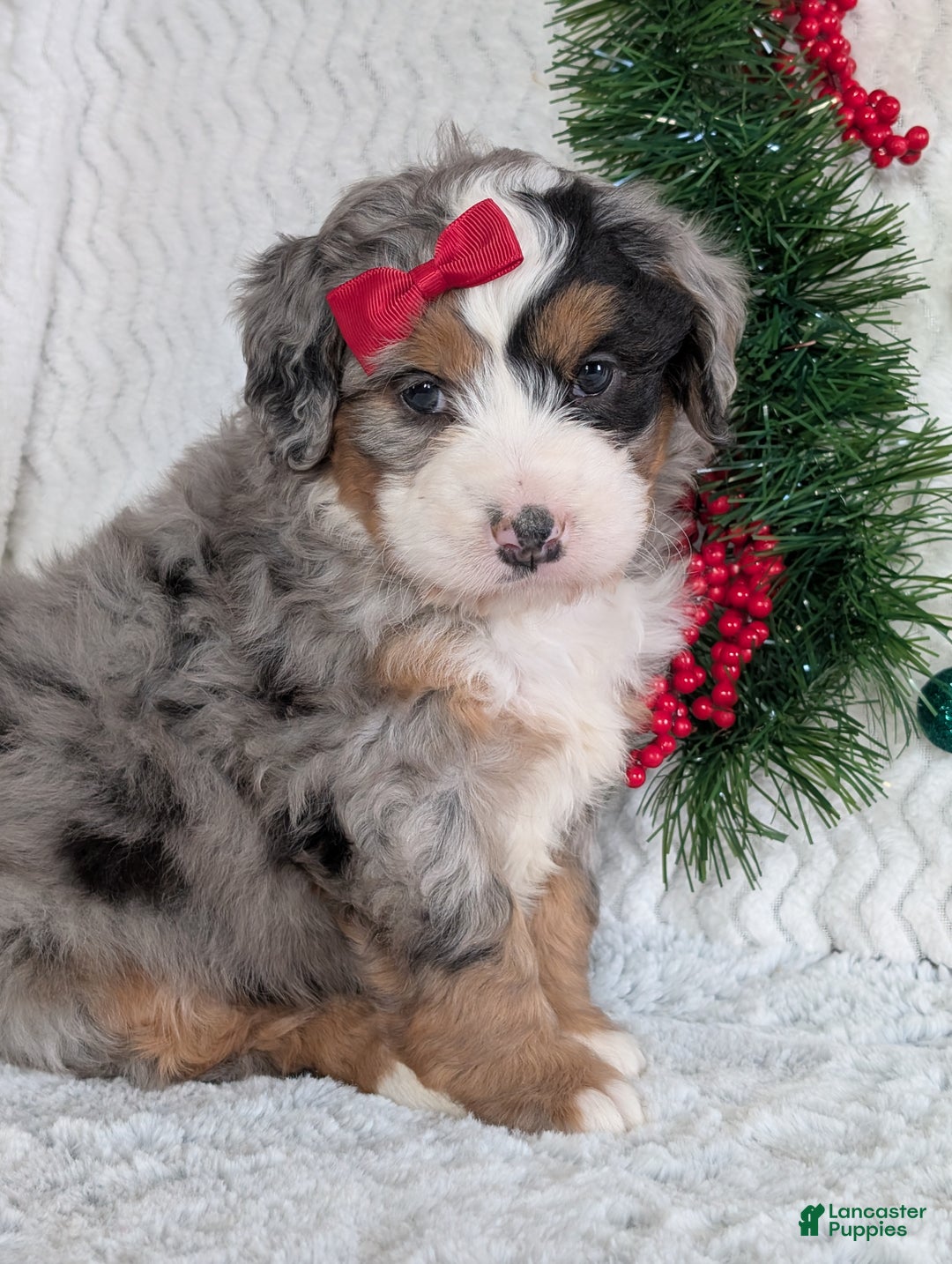 Mini Bernedoodle dogs for sale: Mini River - Ad 2