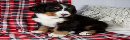 Bernese Mountain Dog dogs for sale: Jamin *Genetic Clear - Ad 2