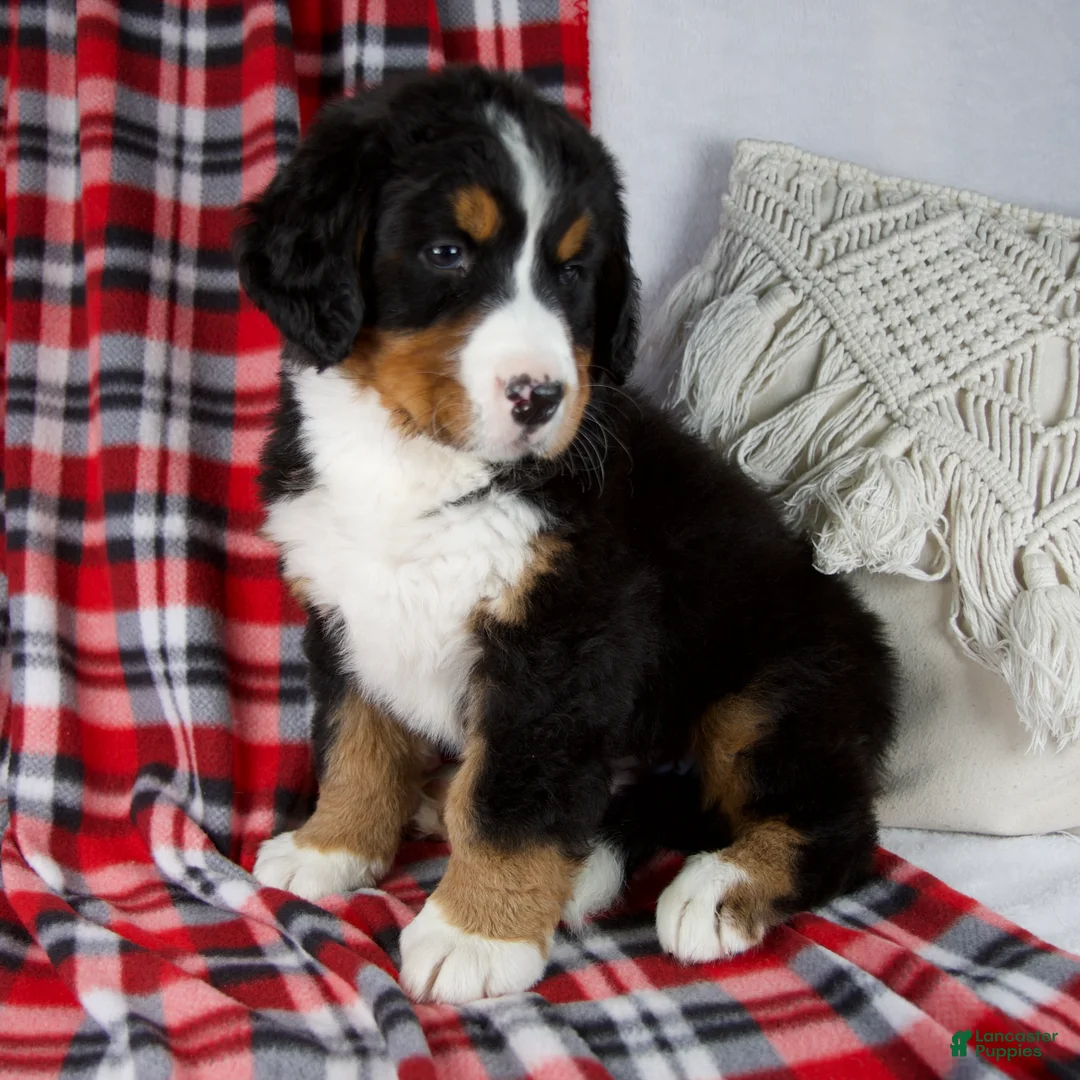 Bernese Mountain Dog dogs for sale: Jamin *Genetic Clear - Ad 2