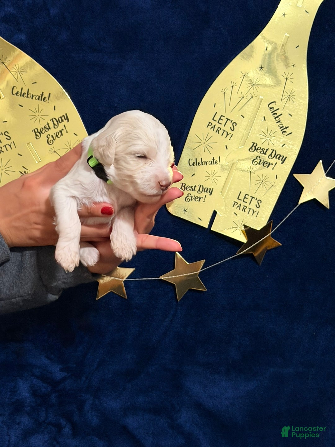 Goldendoodle dogs for sale: Goldendoodle Puppy 3 - Ad 1