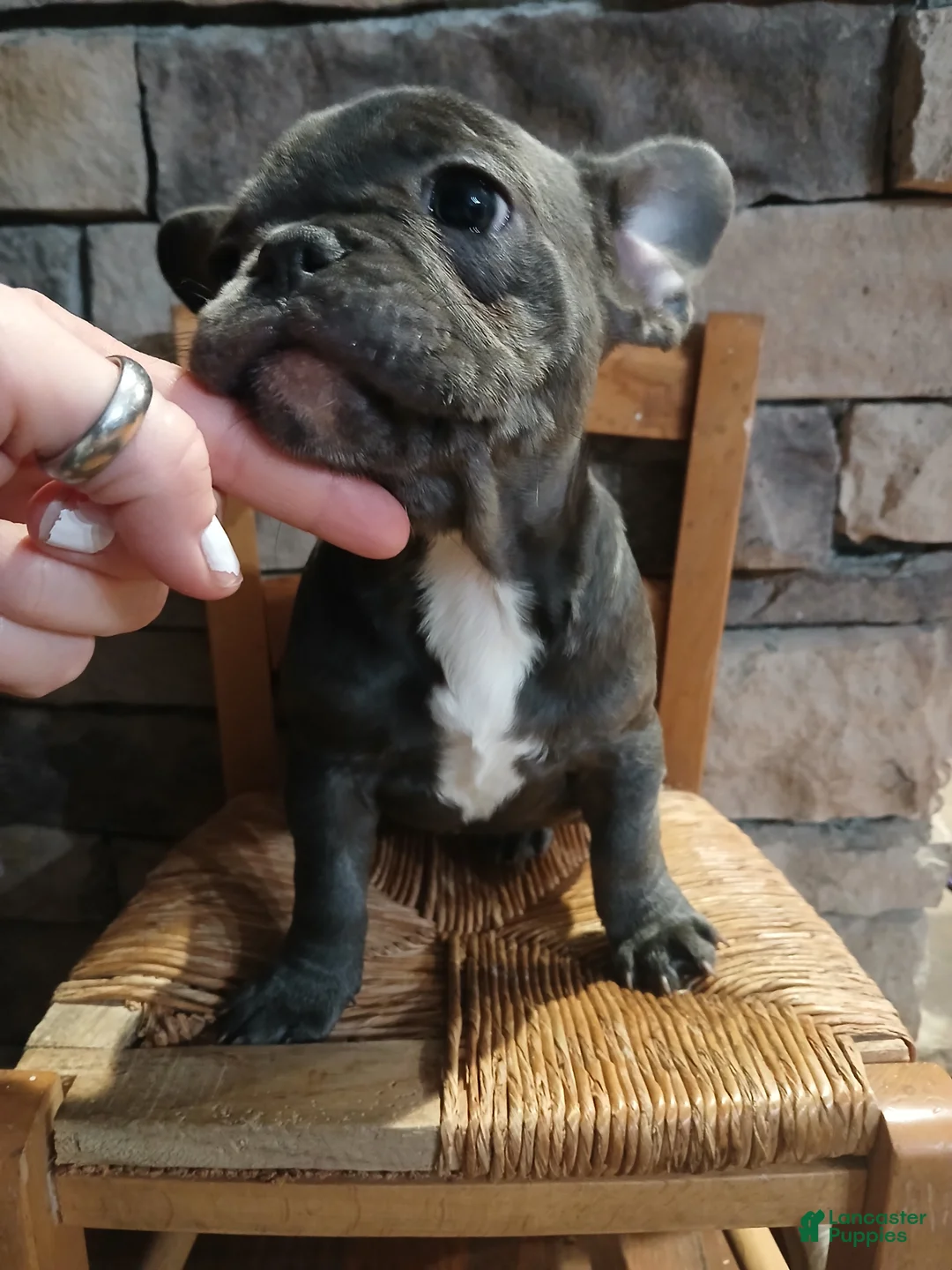 French Bulldog dogs for sale: Lily - Ad 4