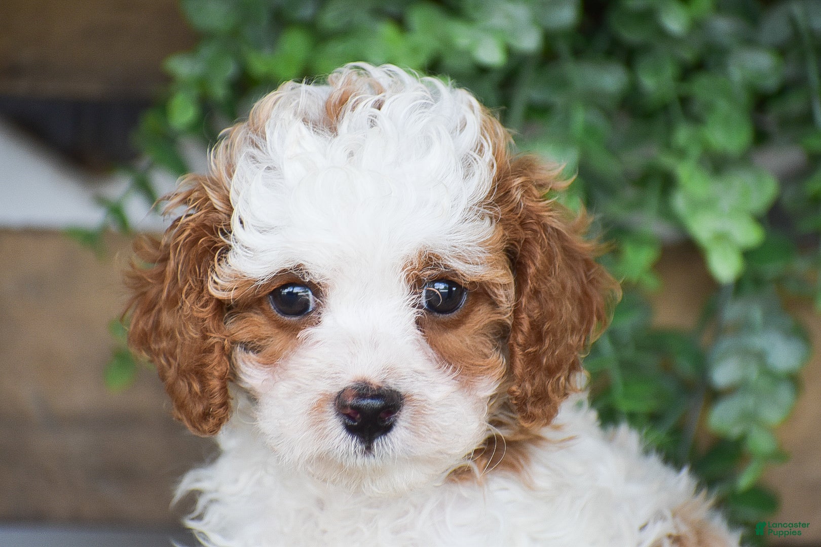 Cavapoo dogs Daisy - Ad 2