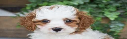 Cavapoo dogs for sale: Daisy - Ad 2
