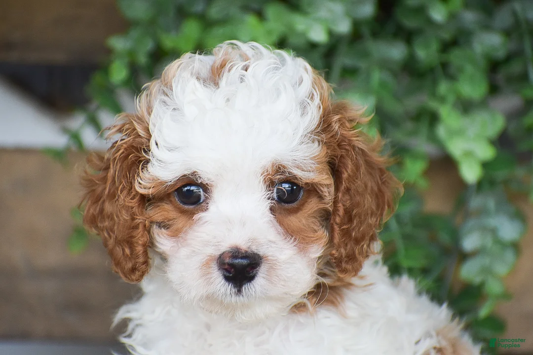 Cavapoo dogs for sale: Daisy - Ad 2