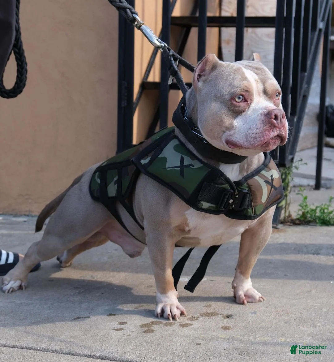 American Bully dogs for sale: Juno - Ad 10