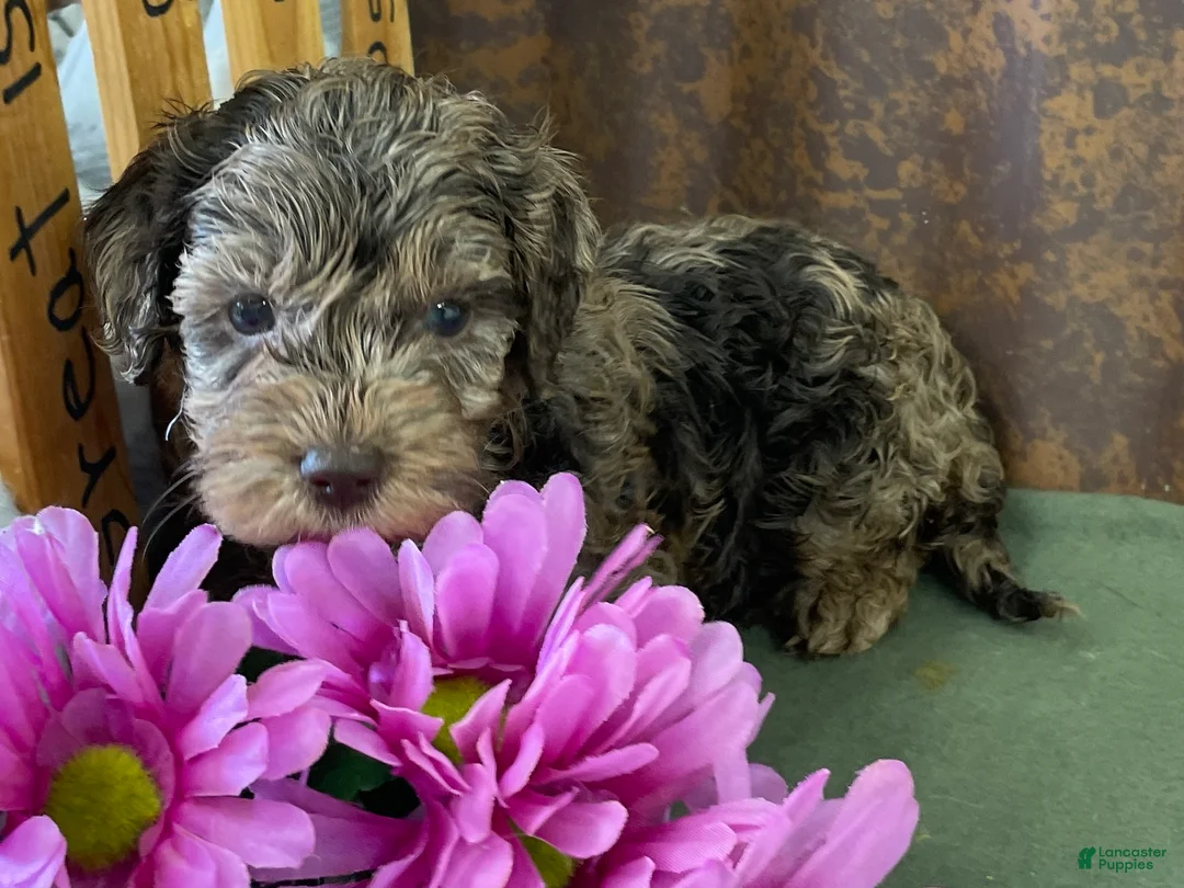 Labradoodle dogs for sale: Layla - Ad 1