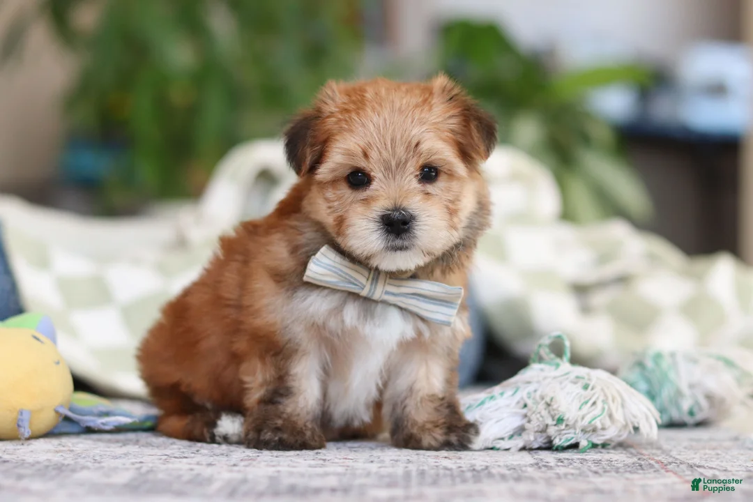 Morkie dogs for sale: Taylor - Ad 6