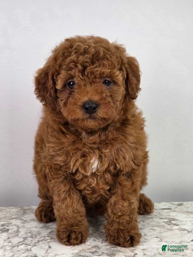 Miniature Poodle dogs Emma - Ad 1