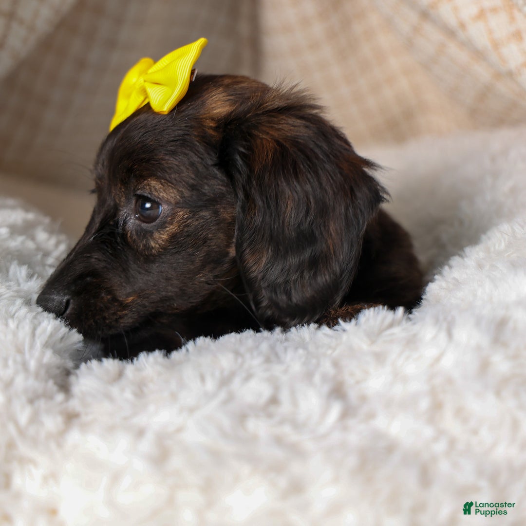 Miniature Dachshund dogs for sale: Cupcake - Ad 6