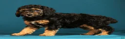 Miniature Poodle dogs for sale: Connor - Ad 5