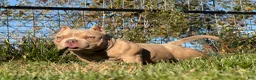 American Bully dogs for sale: Bubba - Ad 7