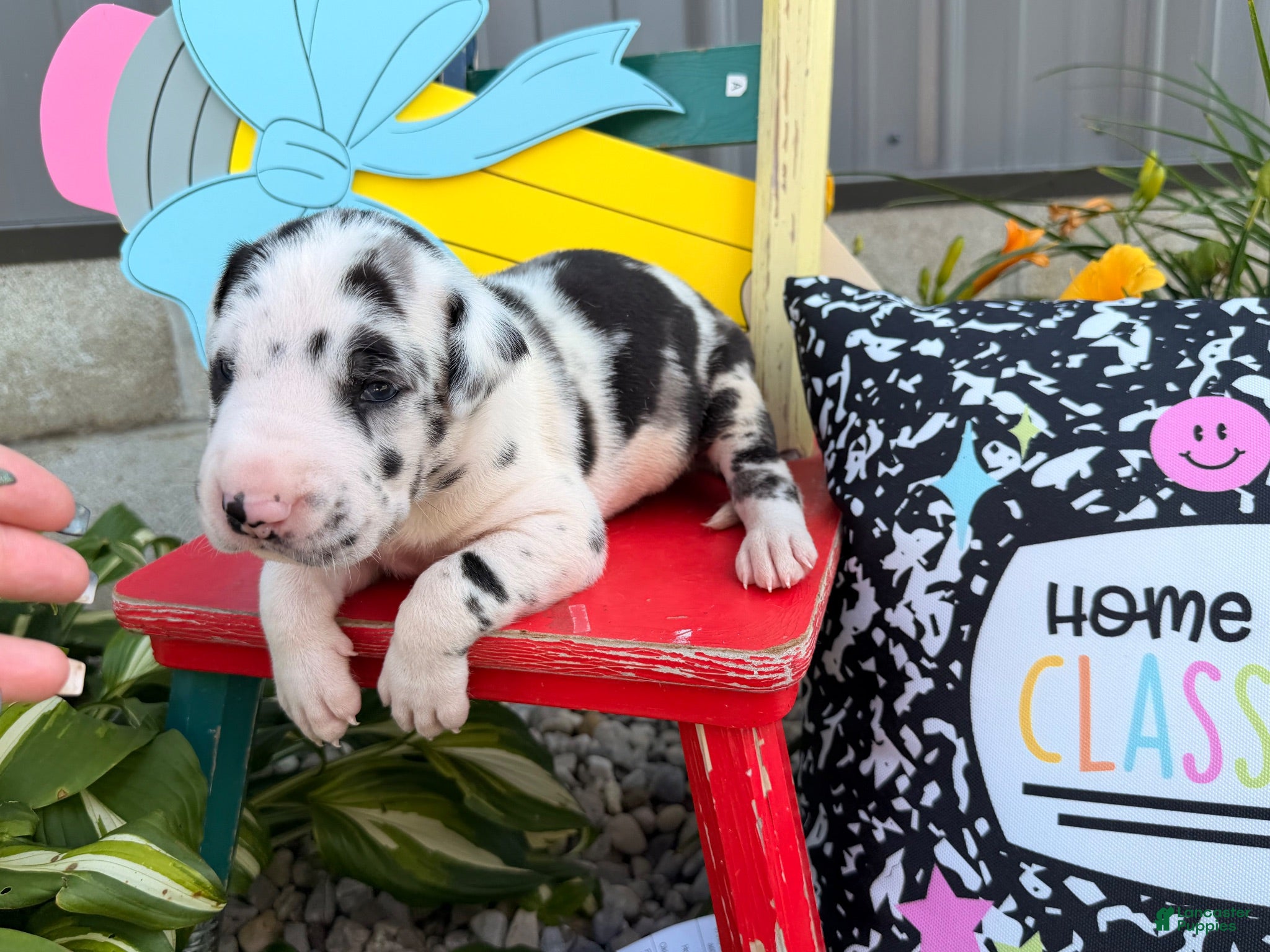 Great Dane dogs Landon  - Ad 1