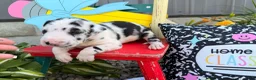 Great Dane dogs for sale: Landon  - Ad 1