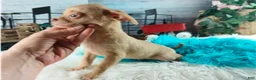 Chihuahua dogs for sale: NATIONWIDE DELIVERY teacup underbite - Ad 4