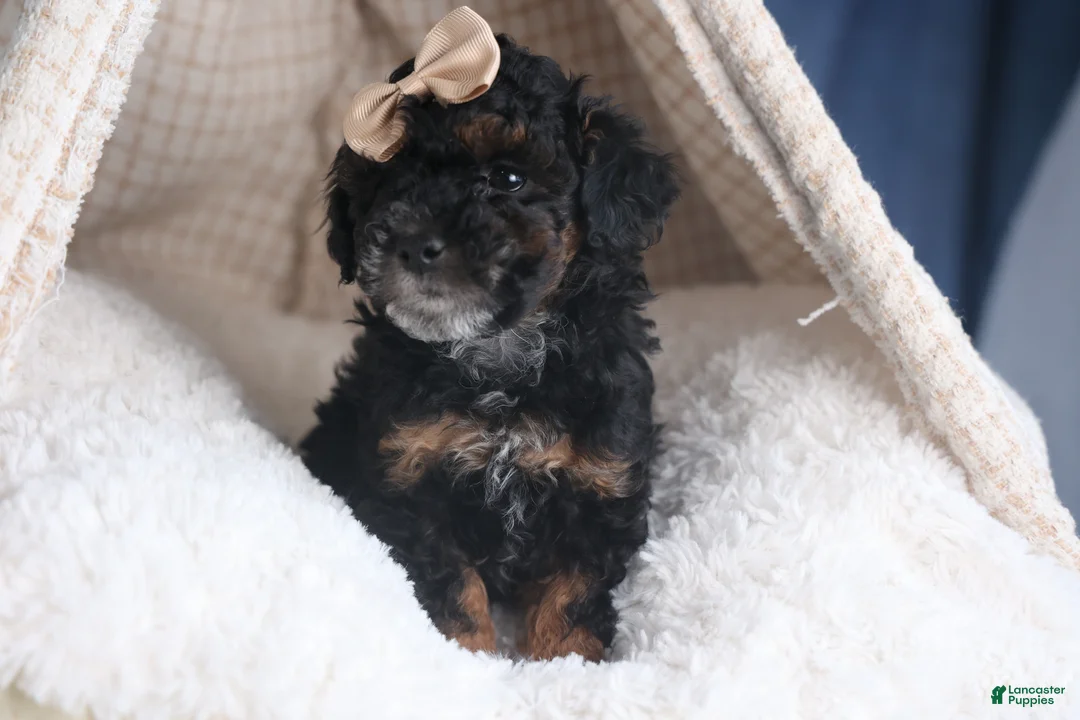 Miniature Poodle dogs for sale: Romeo - Ad 19