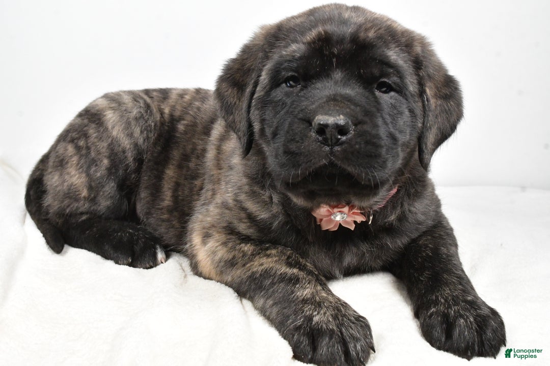 English Mastiff dogs for sale: Sheila - Ad 2