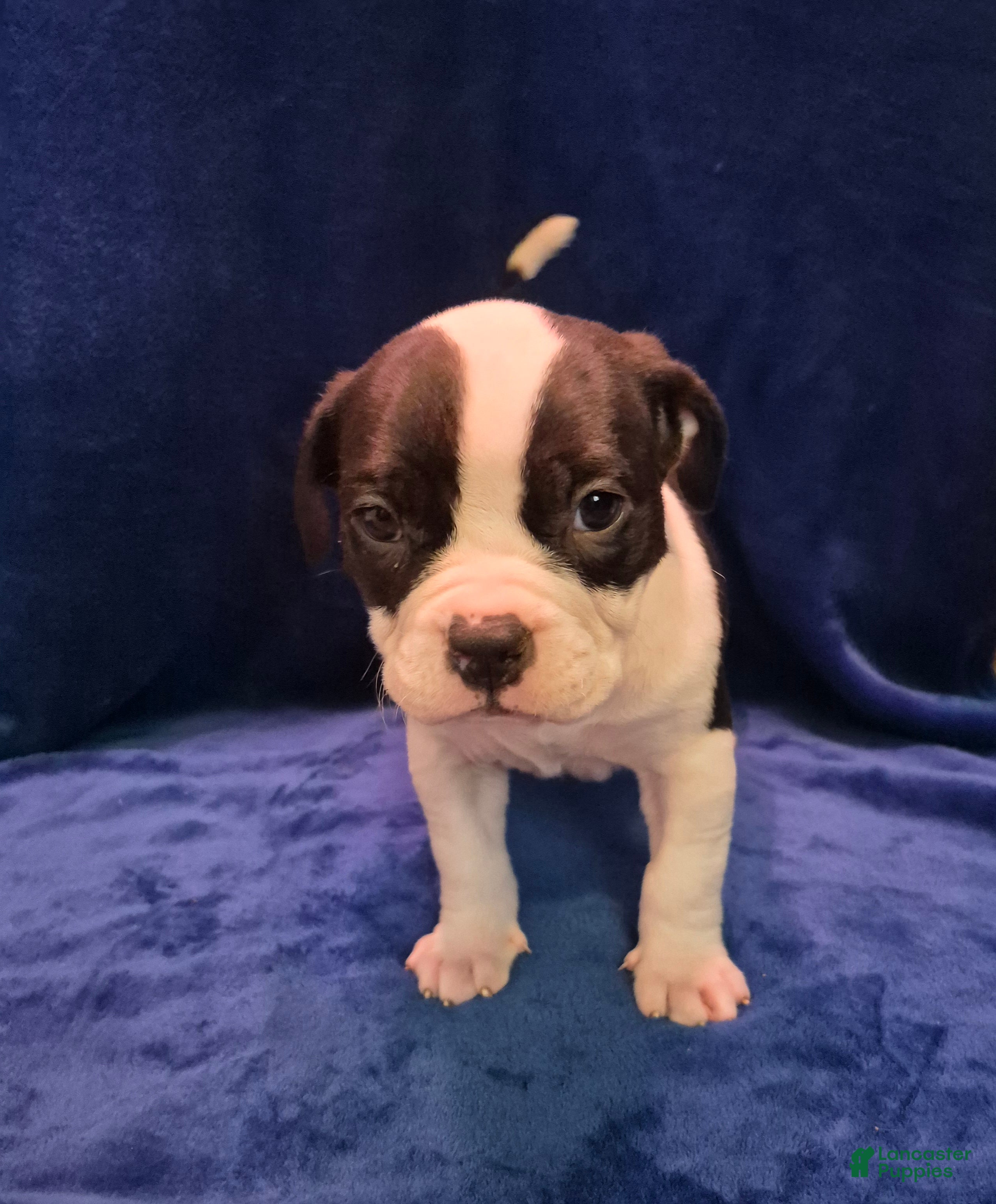 American Bully dogs American Bully Puppy Boss Hog - Ad 2