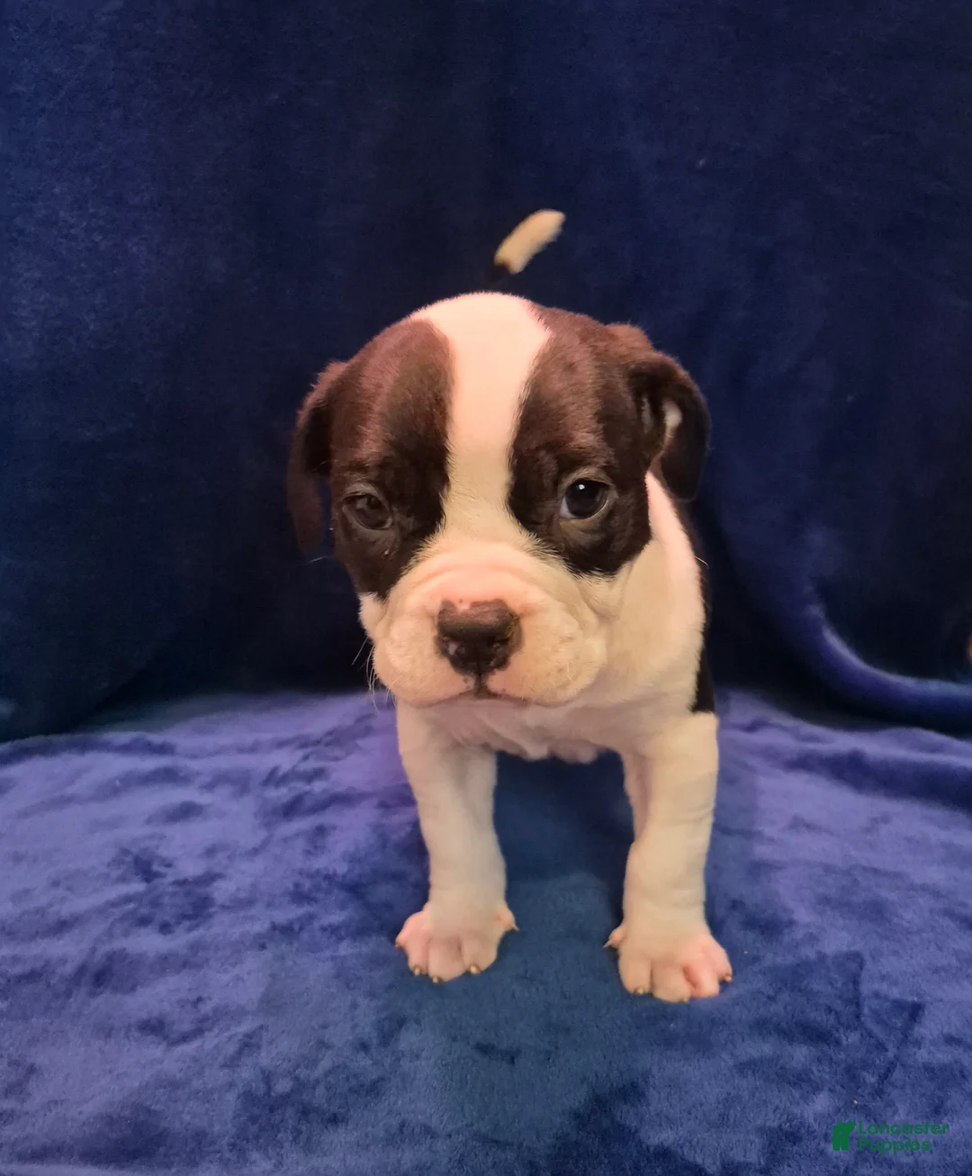 American Bully dogs for sale: American Bully Puppy Boss Hog - Ad 2