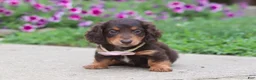 Miniature Dachshund dogs for sale: Olivia - Ad 4