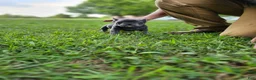 French Bulldog dogs for sale: Tillie - Ad 3