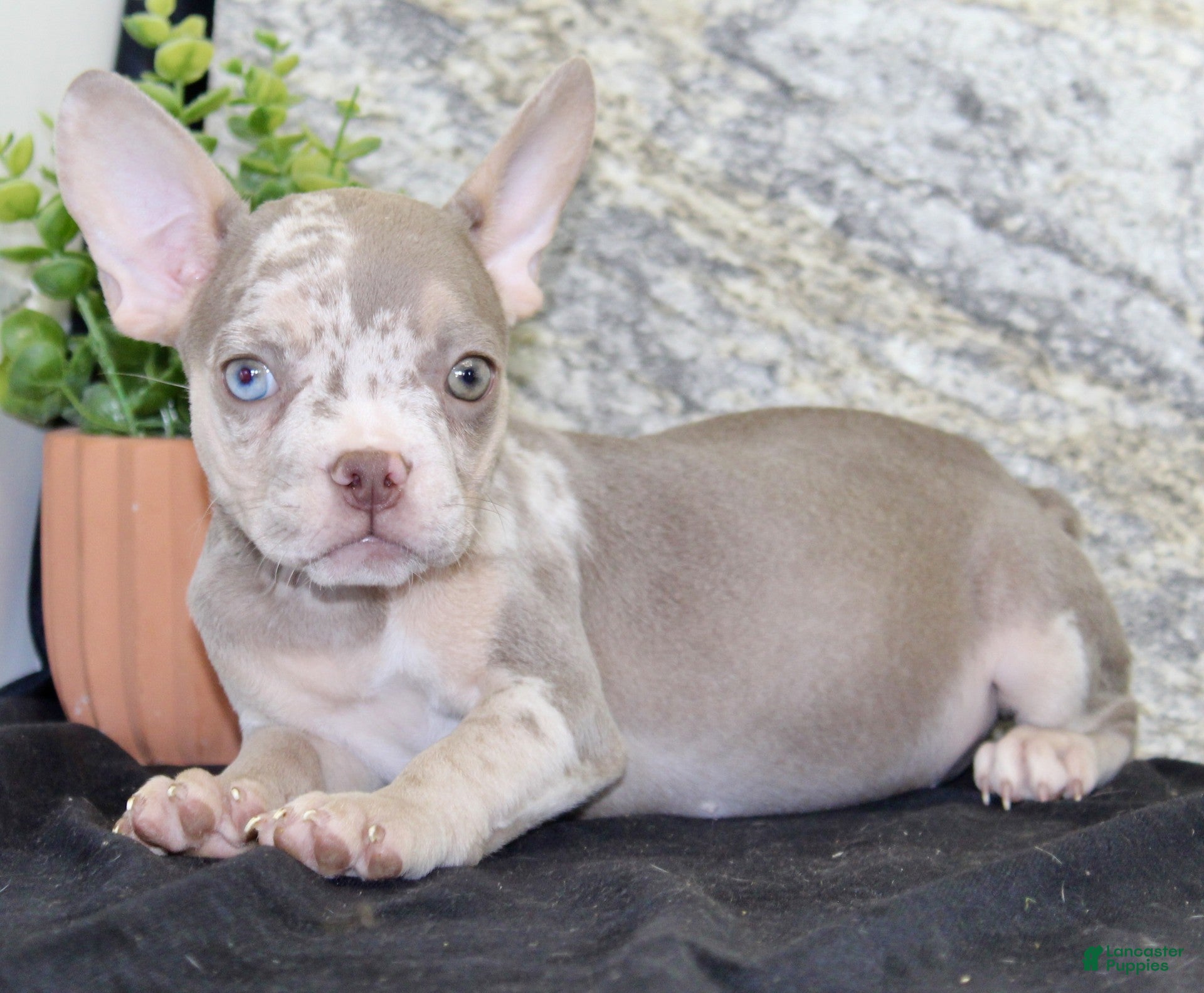 French Bulldog dogs Tina - Ad 2