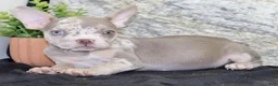 French Bulldog dogs for sale: Tina - Ad 2