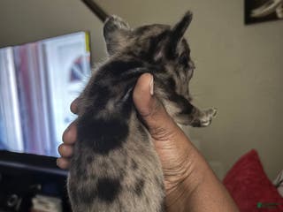 French Bulldog dogs Self French Bulldog Puppy 1 - Ad 27