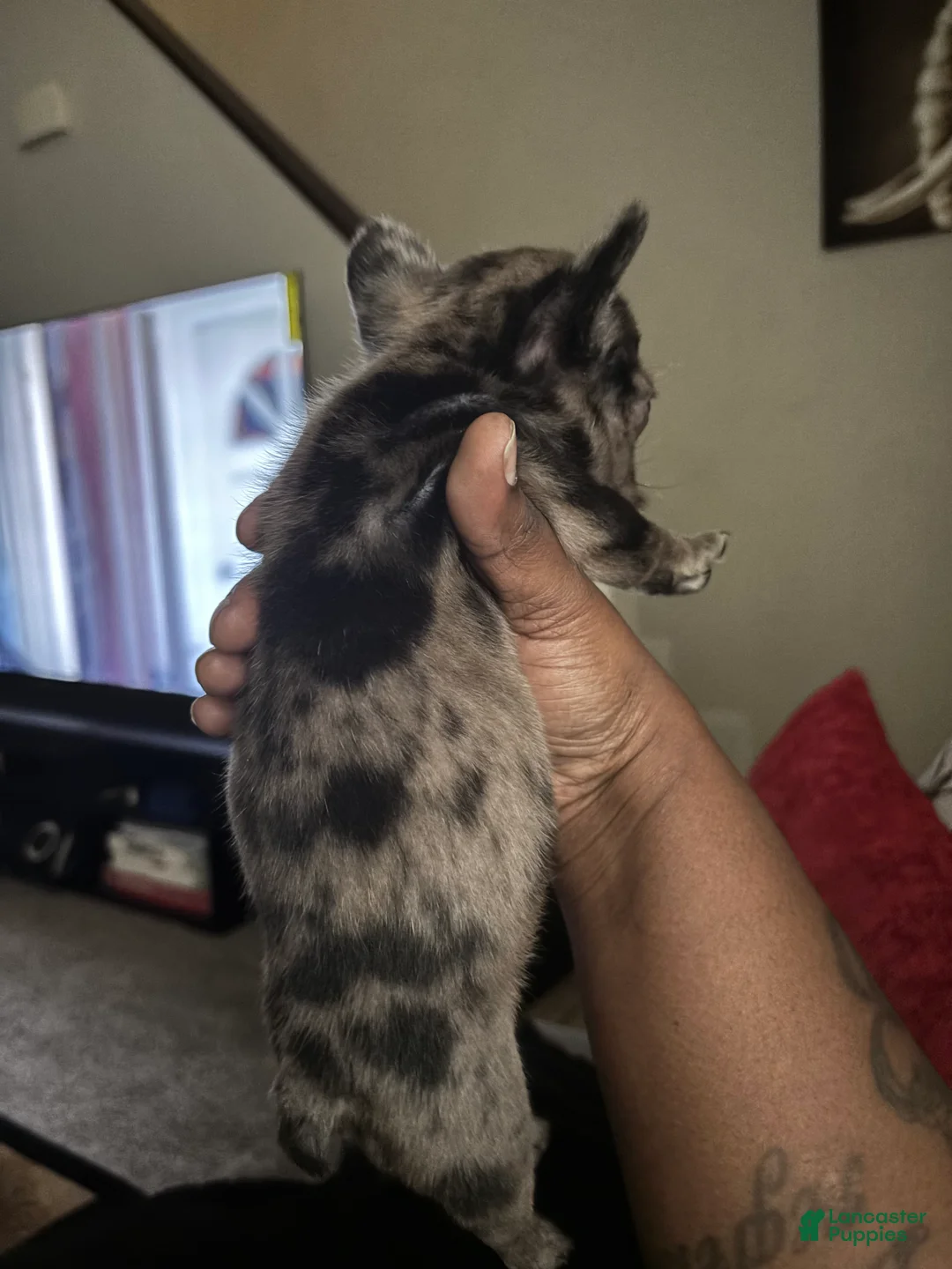 French Bulldog dogs for sale: Self French Bulldog Puppy 1 lilac merle  - Ad 1