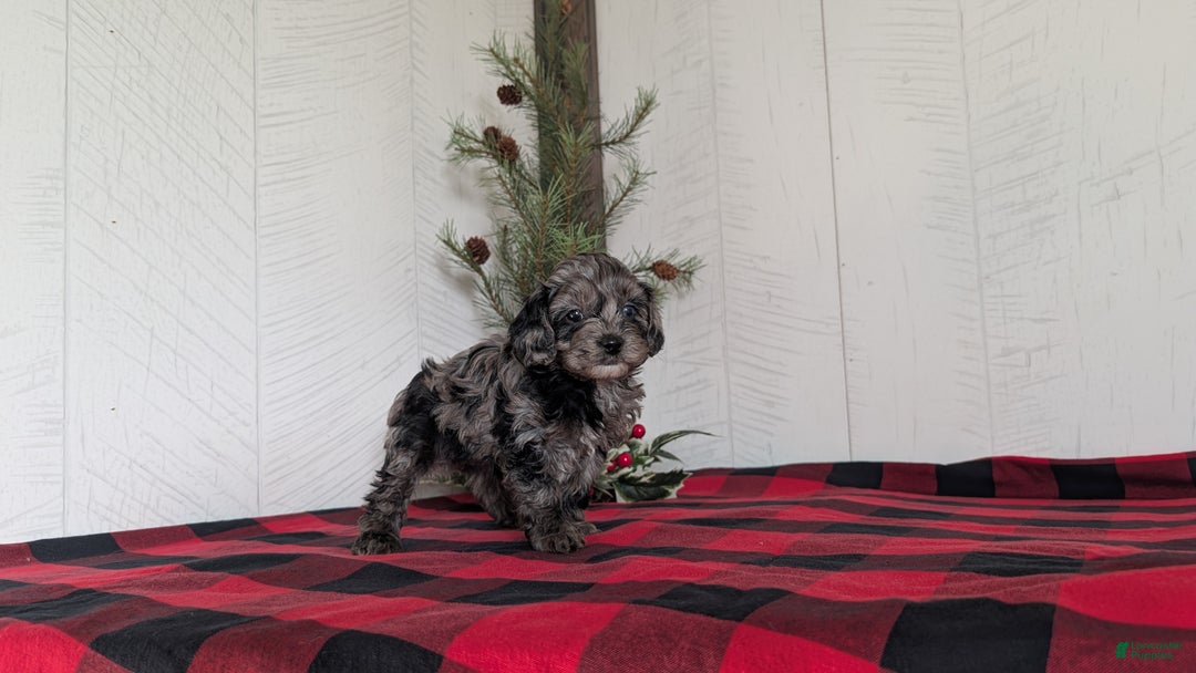 Cockapoo dogs for sale: Sophie - Ad 9