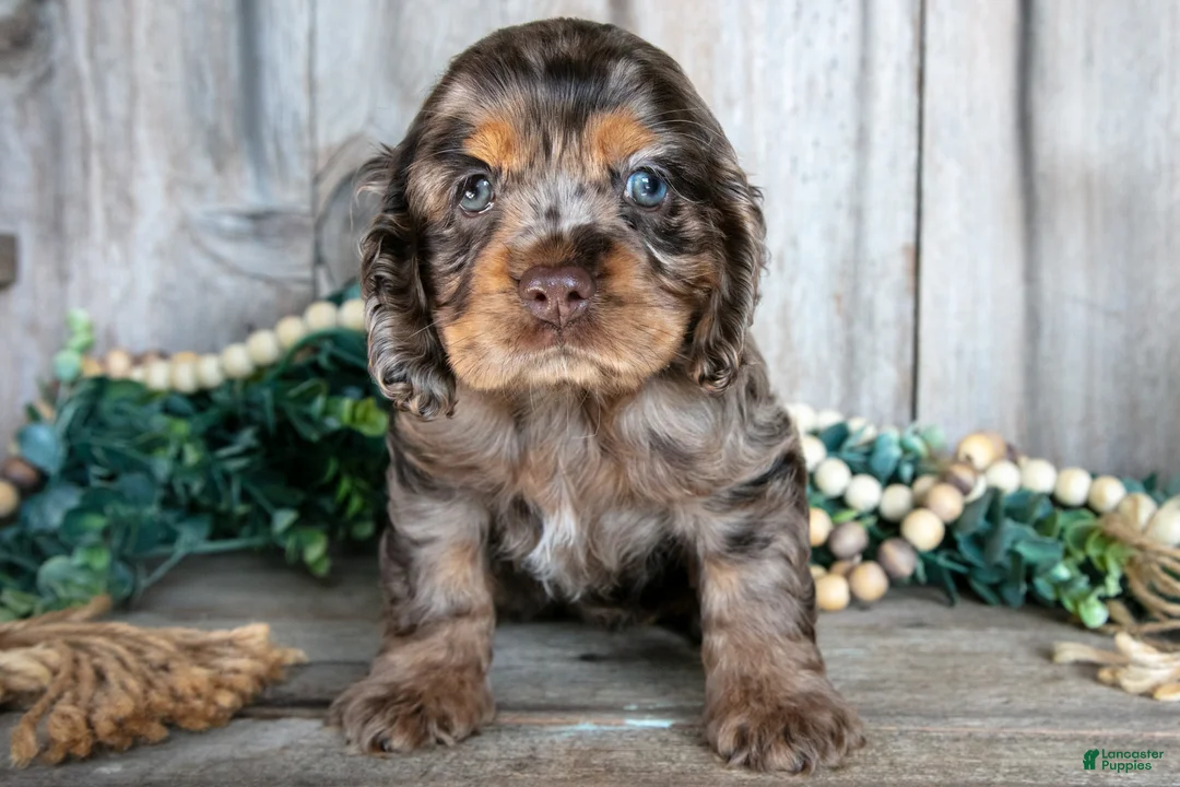 Cocker Spaniel dogs for sale: Annie - Ad 2