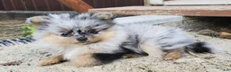 Pomeranian dogs for sale: Lily - Ad 39