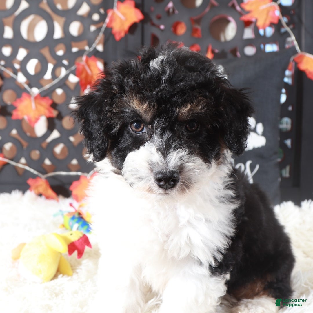 Mini Aussiedoodle dogs for sale: Deputy - Ad 2