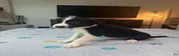 Border Collie dogs for sale: Shandy - Ad 7