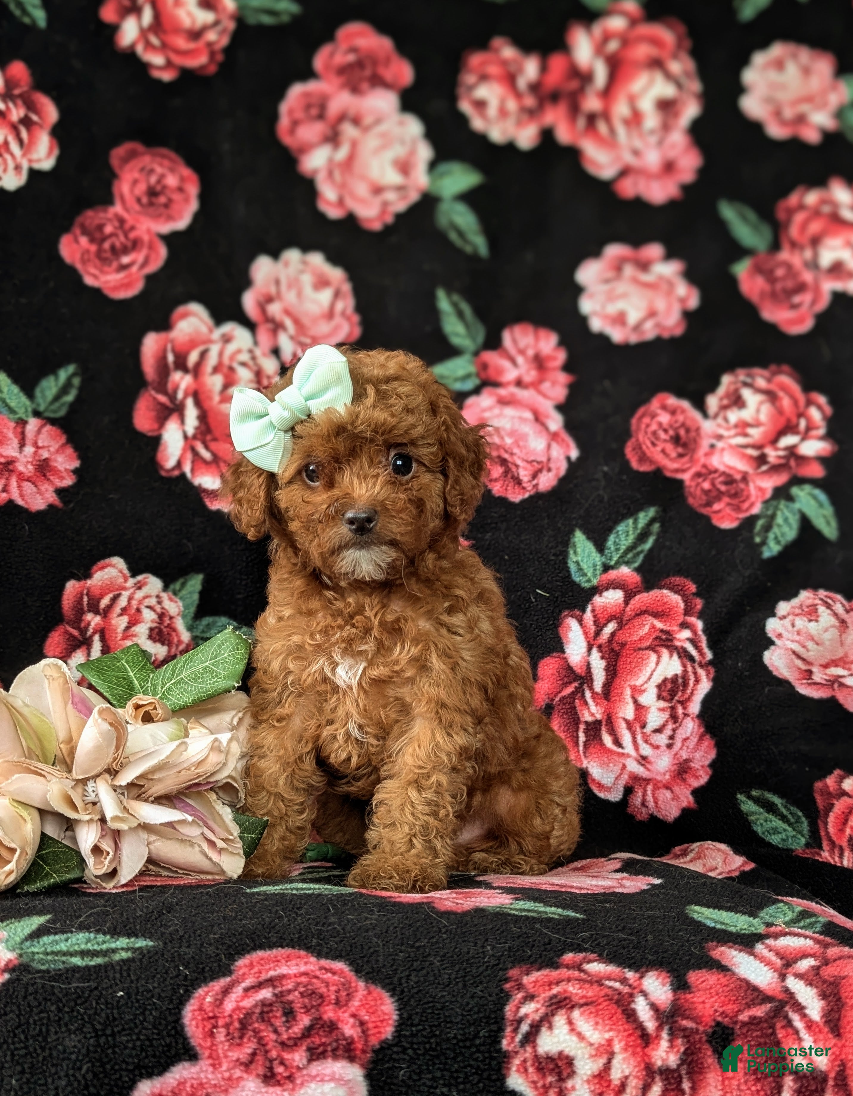 Cavapoo dogs Gracie Hypoallergenic - Ad 1