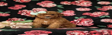 Gracie Hypoallergenic