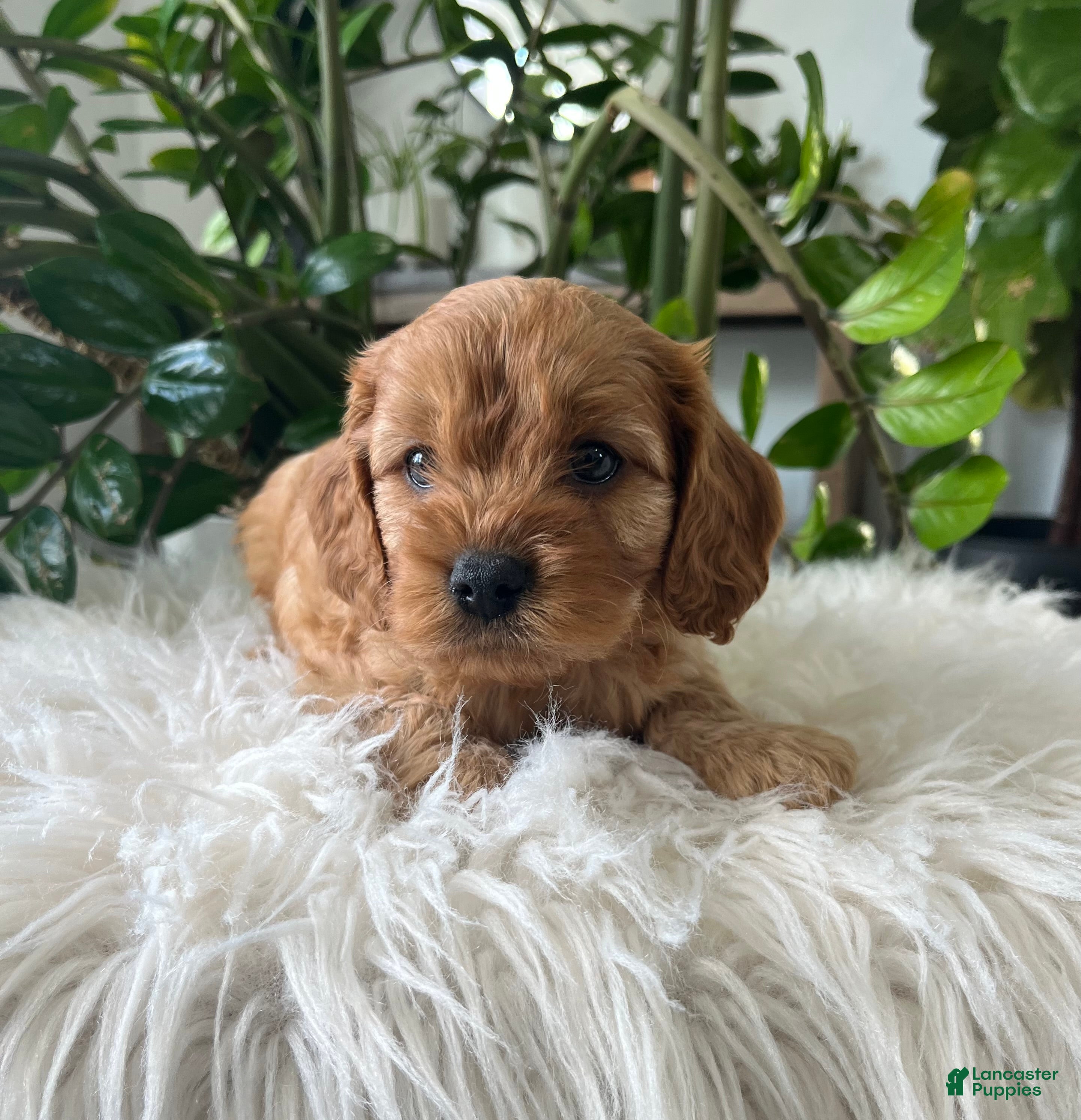 Cavapoo dogs Dexter - Ad 2