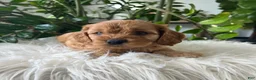 Cavapoo dogs for sale: Dexter - Ad 2