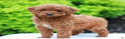 Mini Goldendoodle dogs for sale: Willow  - Ad 3