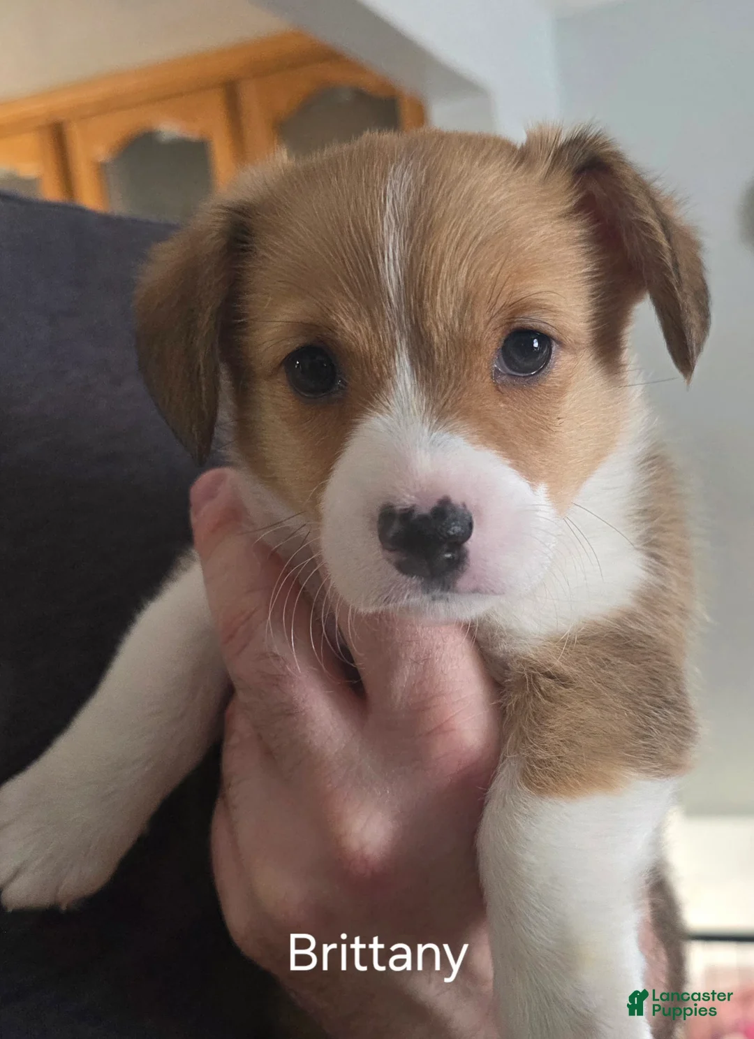 Welsh Corgi Pembroke dogs for sale: Welsh Corgi Pembroke Puppy 3 - Ad 2