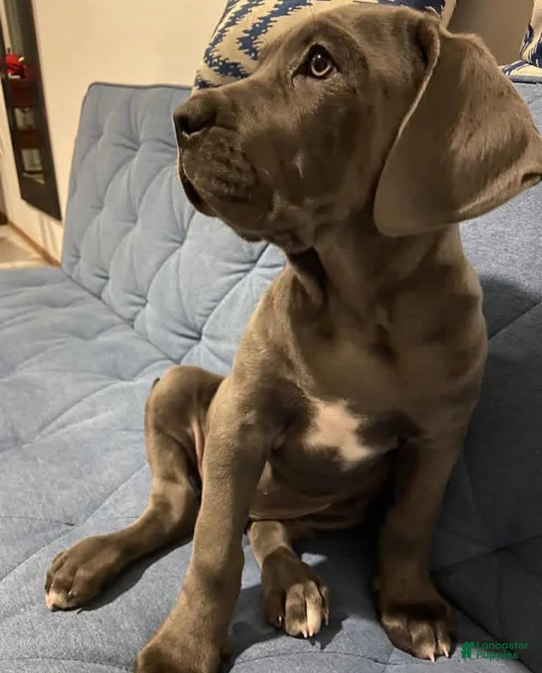 Cane Corso dogs for sale: Blue the Female - Ad 1