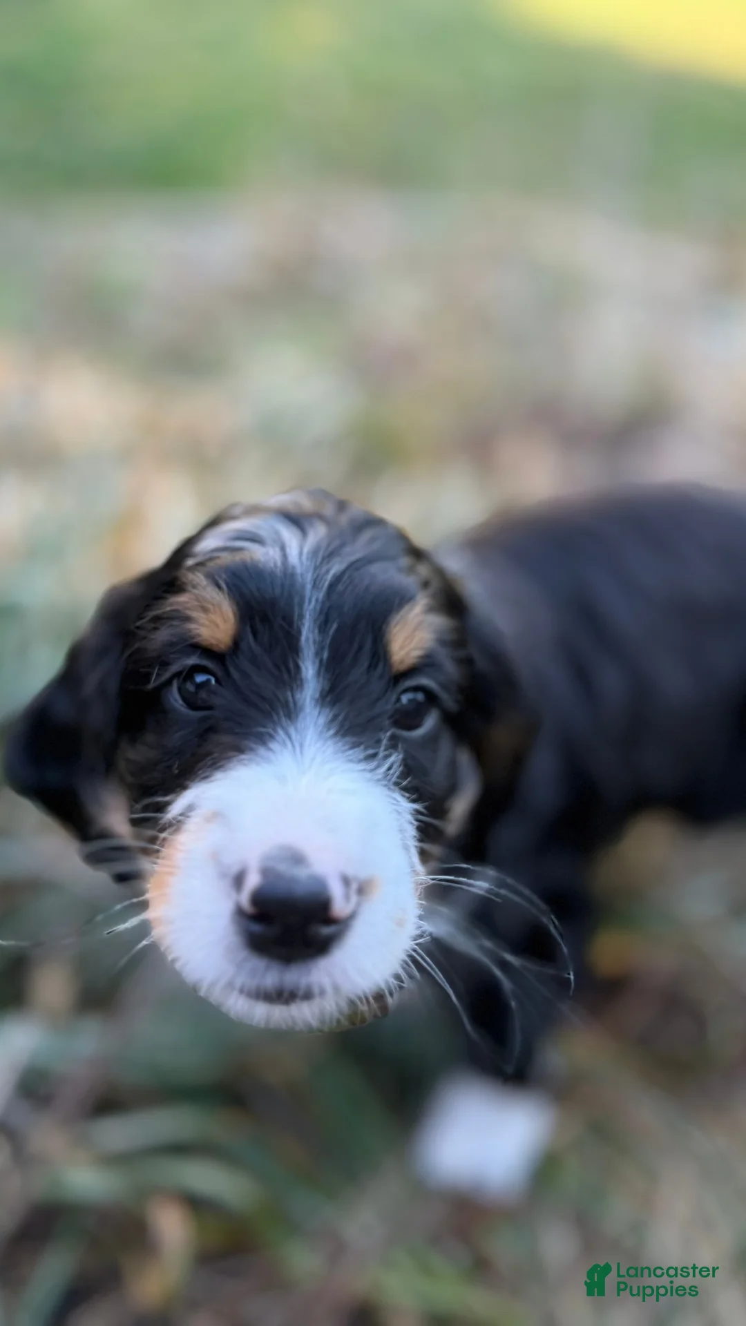 Bernedoodle dogs for sale: Junior - Ad 2