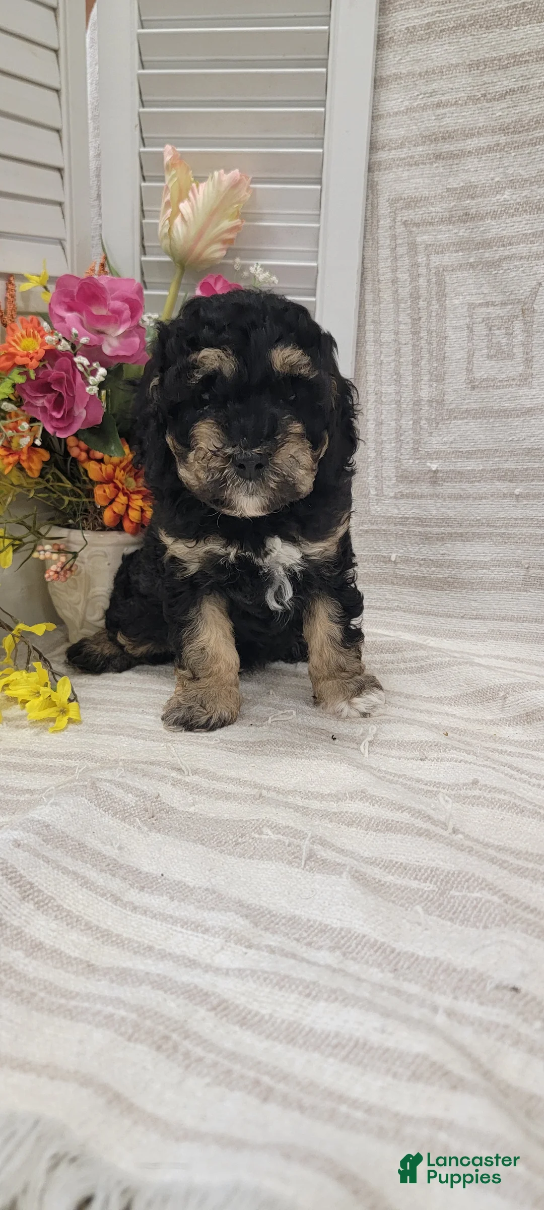 Cockapoo dogs for sale: Silas - Ad 12