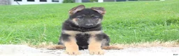 German Shepherd dogs for sale: Erik - Ad 6