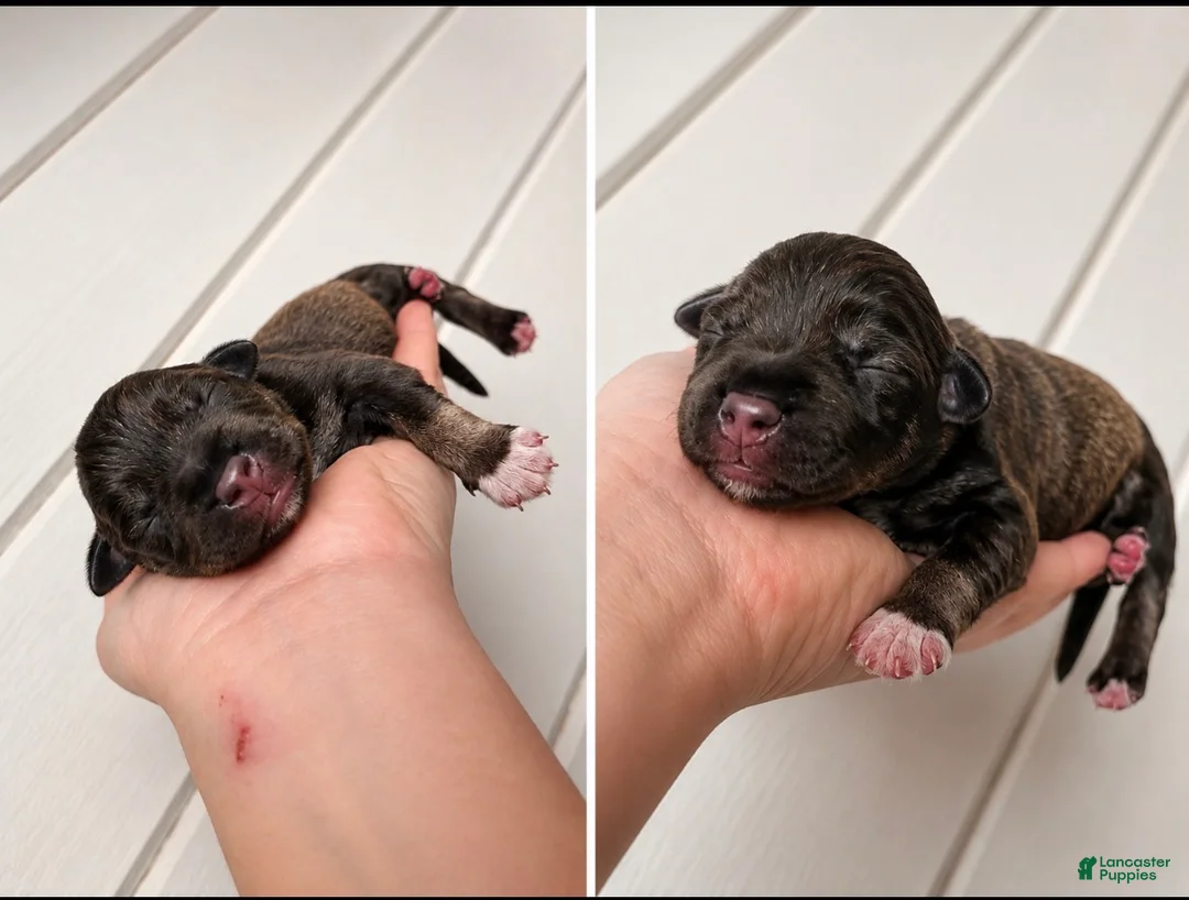 Miniature Schnauzer dogs for sale: Miniature Schnauzer 1 - Ad 2
